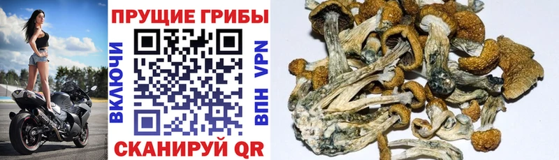 купить закладку  Зубцов  Галлюциногенные грибы Magic Shrooms 